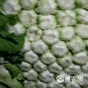 旬邑大白菜口感香甜预订中