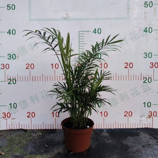 广州110袖珍椰子