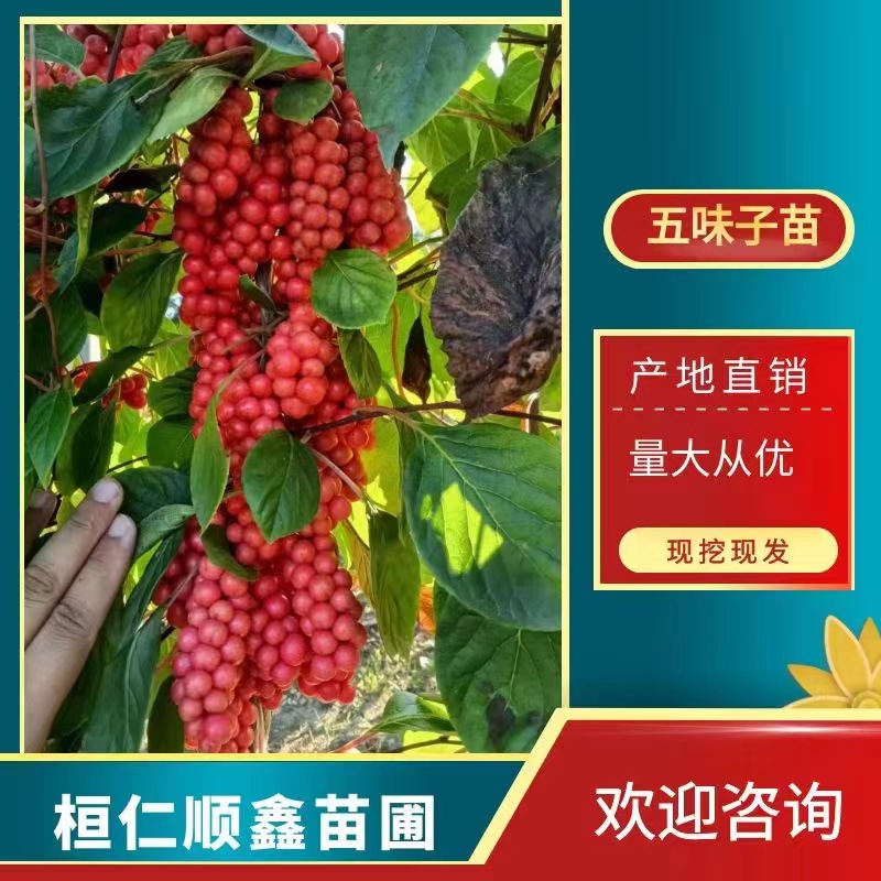 桓仁满族自治县北五味子苗 量大从优保证质量免费提供种植技术