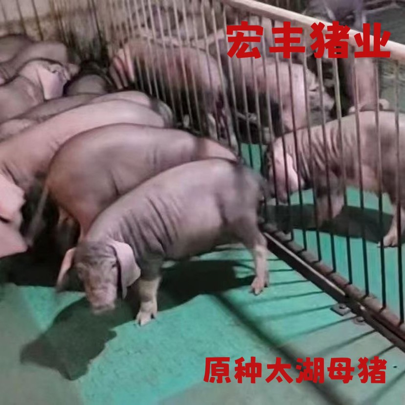 大方县贵州本地常年供应原种太湖母猪仔代 孕母猪可以视频选猪上门提货
