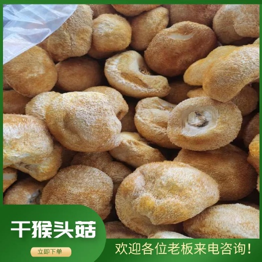 古田县干猴头菇  猴头角菇