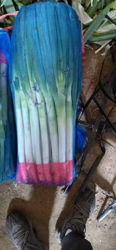 牡丹江铁杆大葱