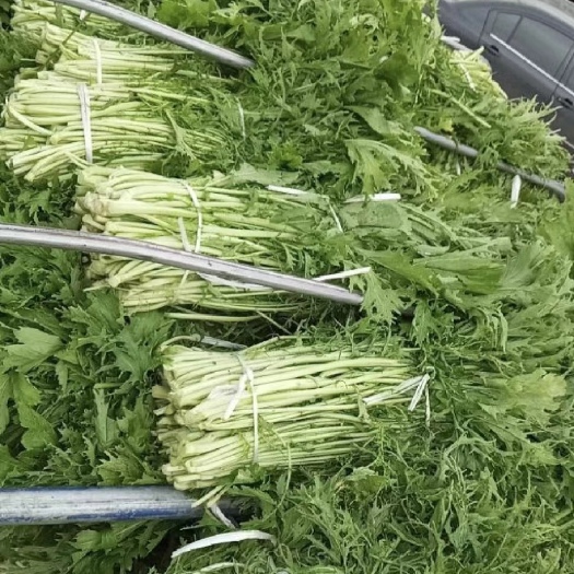 天门市优质雪里红芥菜上市，价格美丽，可以发电商市场工厂，欢迎采购