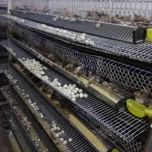 重庆市芦丁鸡蛋批发，诚信经营，一手货源