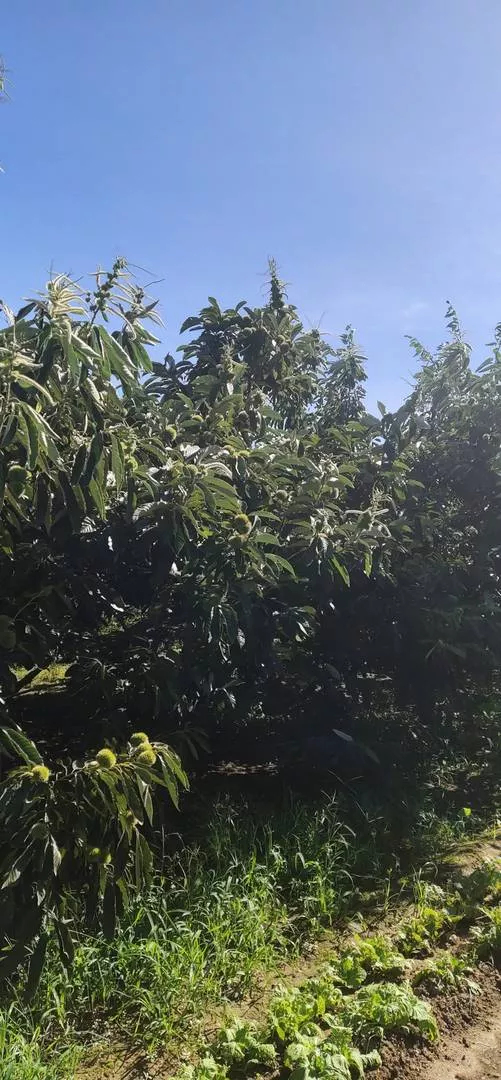 宁阳县山东板栗