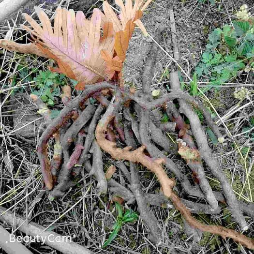 耿马县大量出售的中药材，碎石补，干货/鲜货都有