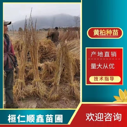 桓仁县黄柏种苗 黄柏苗，黄菠萝苗