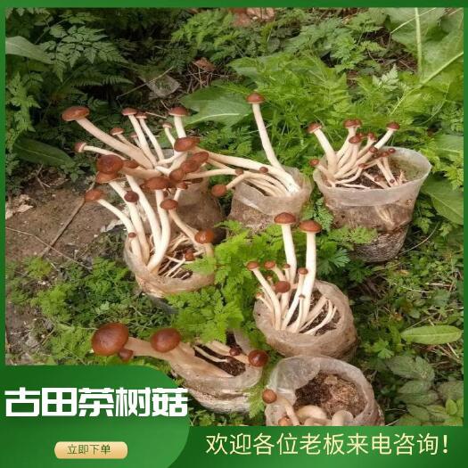 古田县古田茶树菇 茶树菇是煲汤的好首先