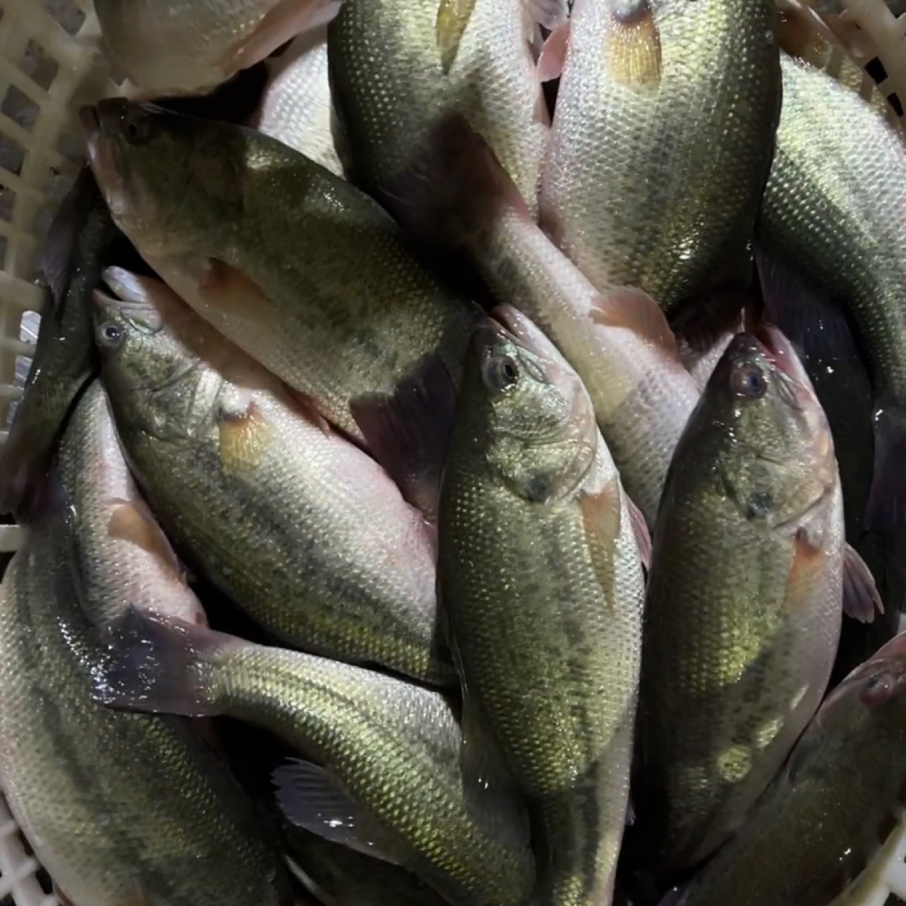 佛山長期穩定供應廣東魚 加州鱸魚 海鱸魚 冰凍水產魚蝦蟹