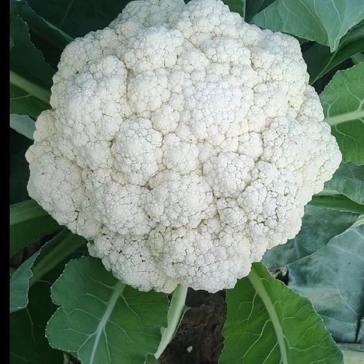 邯郸菜花 松花菜 白梗，青梗菜花 河北邯郸产地市场支持配送，拼车