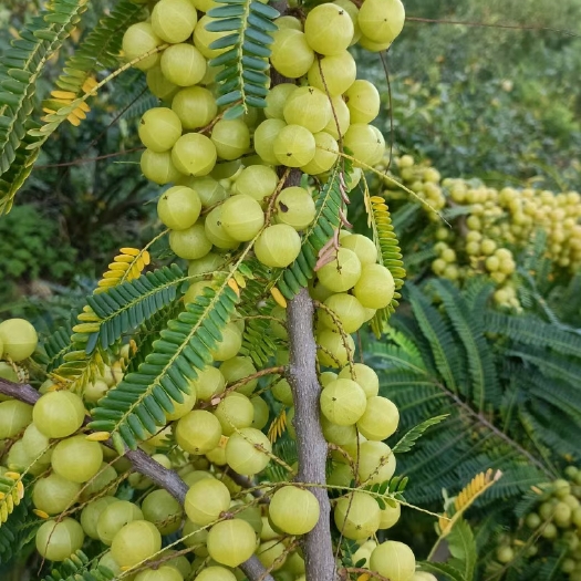 灵山县余甘果苗也叫牛甘果苗 产量高 好管理