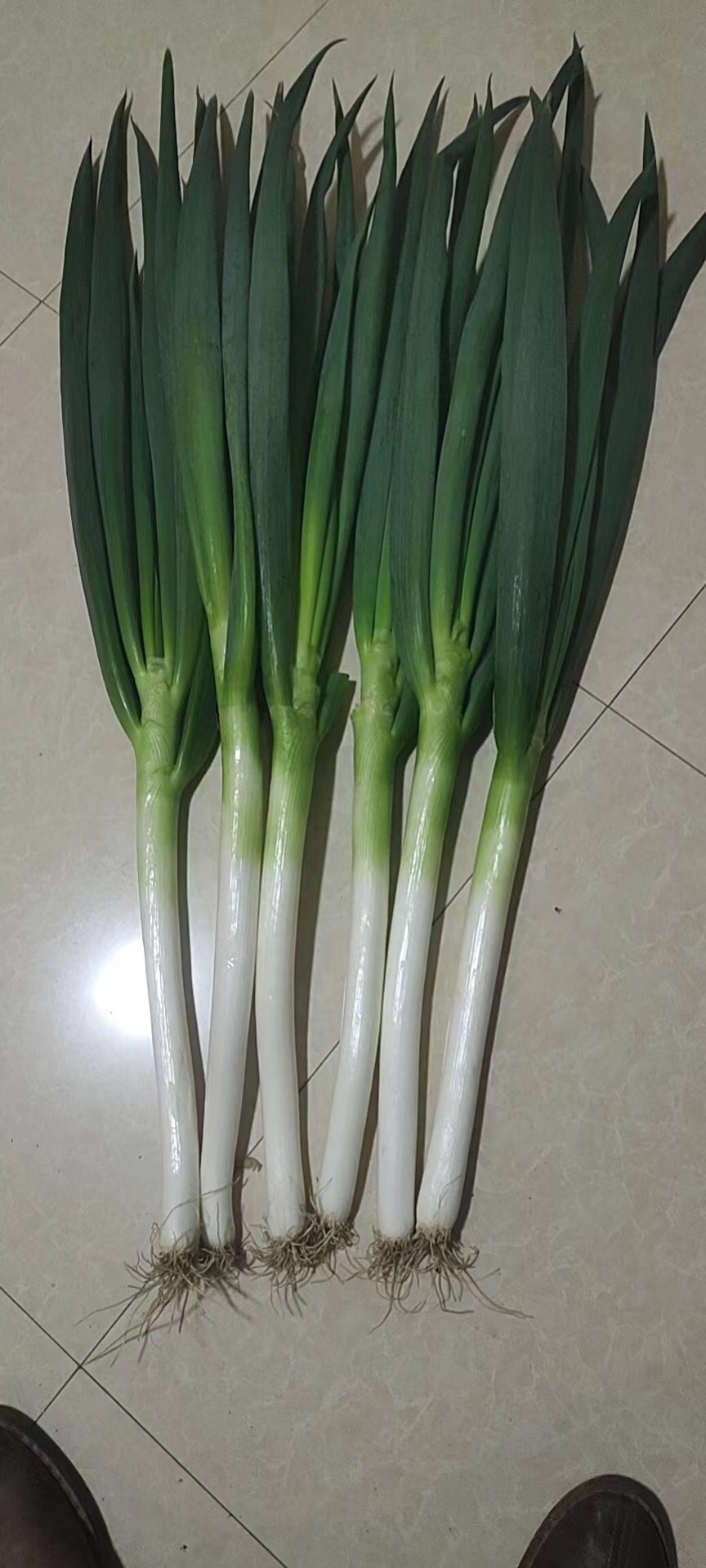 福建大葱，新货开始，可包地，可代购，代发，物美价廉，量大从优