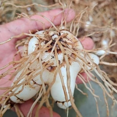 山阳县白芨，自然繁殖，旱白芨，个头大，颜色好，折干率高，