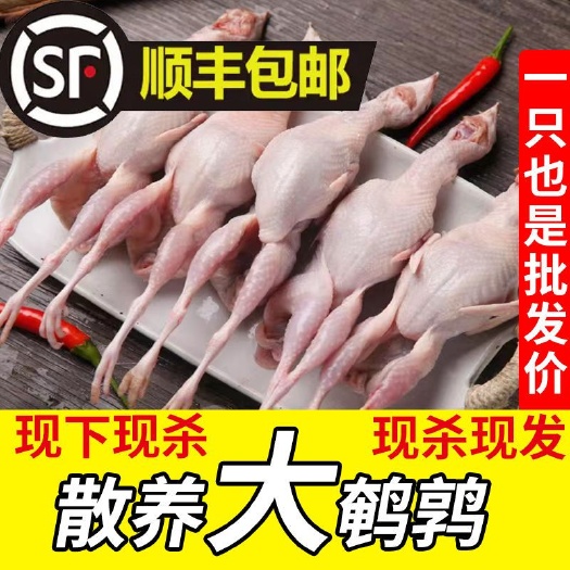 连云港【放血现杀】新鲜母鹌鹑肉鹌鹑活体现杀鹌鹑蛋去内脏白条冷冻烧烤