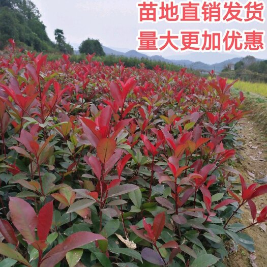 咸宁红叶石楠苗 罗宾红火焰红小苗篱笆苗苗地自产自销 量大从优