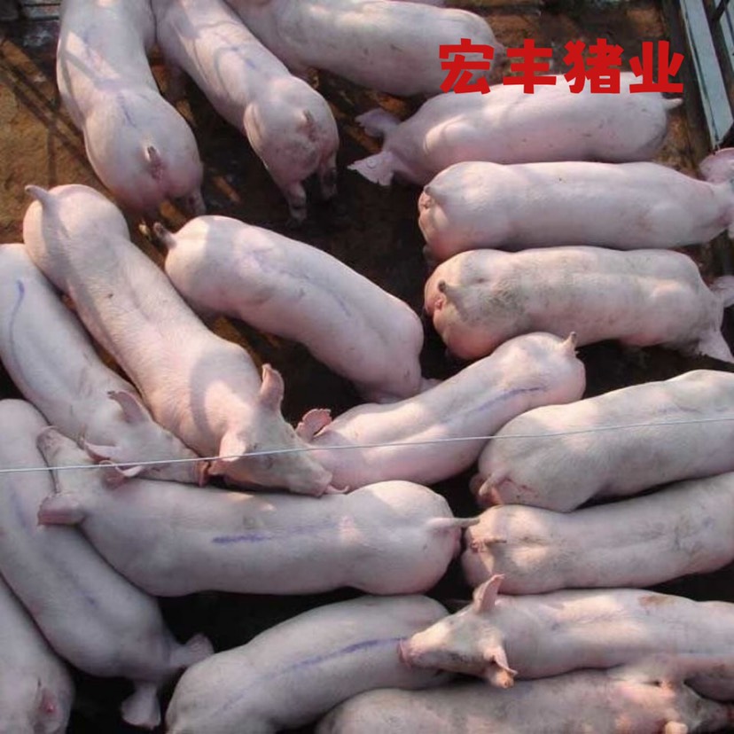 大方县贵州本地常年供应大比系大白母猪苗大白种公猪支持上门看货或提货