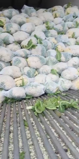 天门市花菜菜花紧花菜松花菜大量上市啦！产地直发，支持全国发货