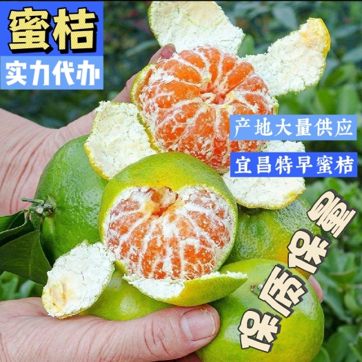 宜昌蜜桔,果园看果,现订、现摘,品质保证~