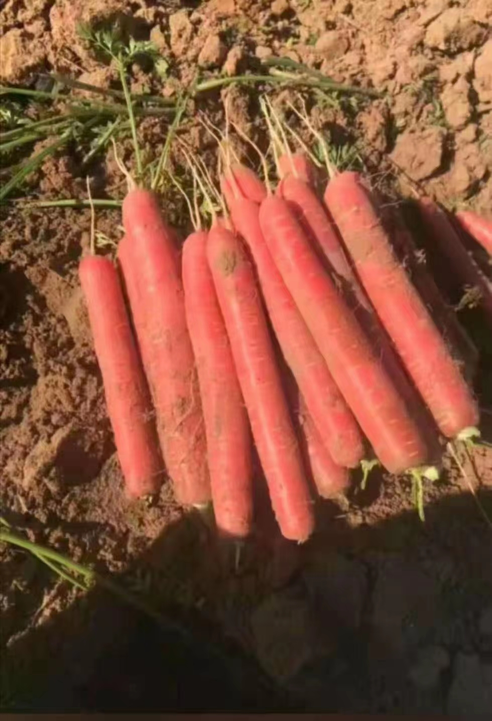 大荔县大荔红萝卜，称杆红水果萝卜全年有货产地直销现挖现发