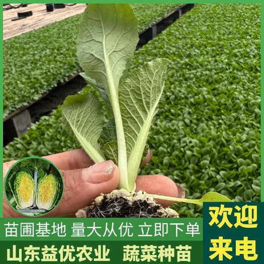 寿光市【白菜苗】55天早熟白菜苗，黄心精品白菜，量大从优