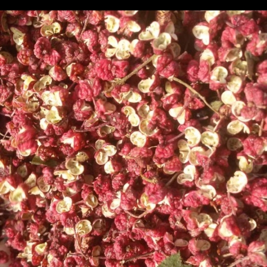 秦安县甘肃秦安花椒，色红，颗大，味香浓