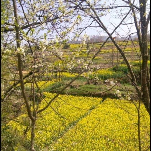 宁强县农家自榨本地菜籽油