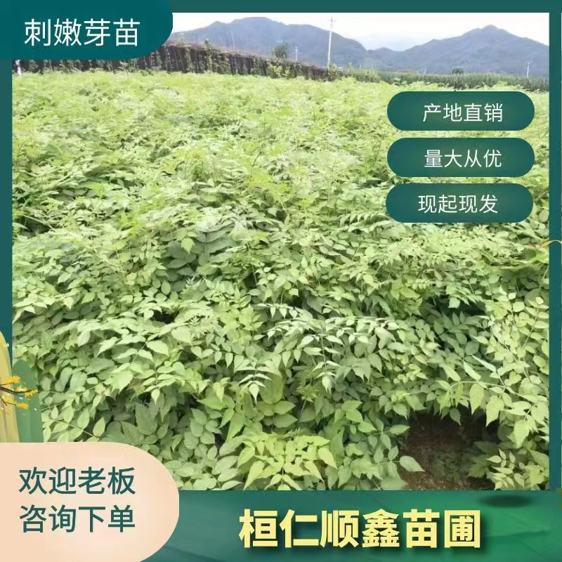 桓仁满族自治县刺老芽苗  刺嫩芽苗，刺龙芽苗，树头菜，