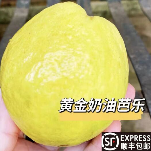 漳浦县当季福建漳州白心奶油芭乐番石榴软心软糯孕妇儿童新鲜水果5斤