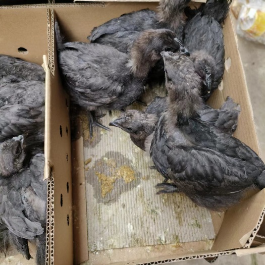 昆明乌肉土鸡