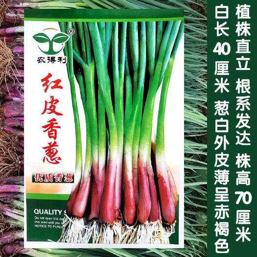 红皮香葱种子，500克