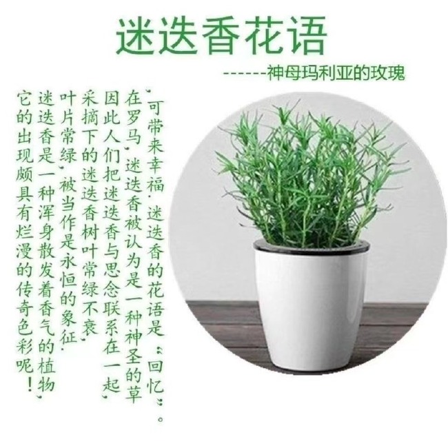 迷迭香盆栽可食用香草植物香料西餐牛排调料新鲜苗防蚊子驱蚊植物