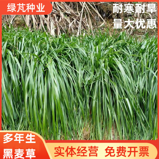 沭阳县新西兰牛一多年生黑麦草种子 耐寒耐旱 优良饲草 绿化护坡