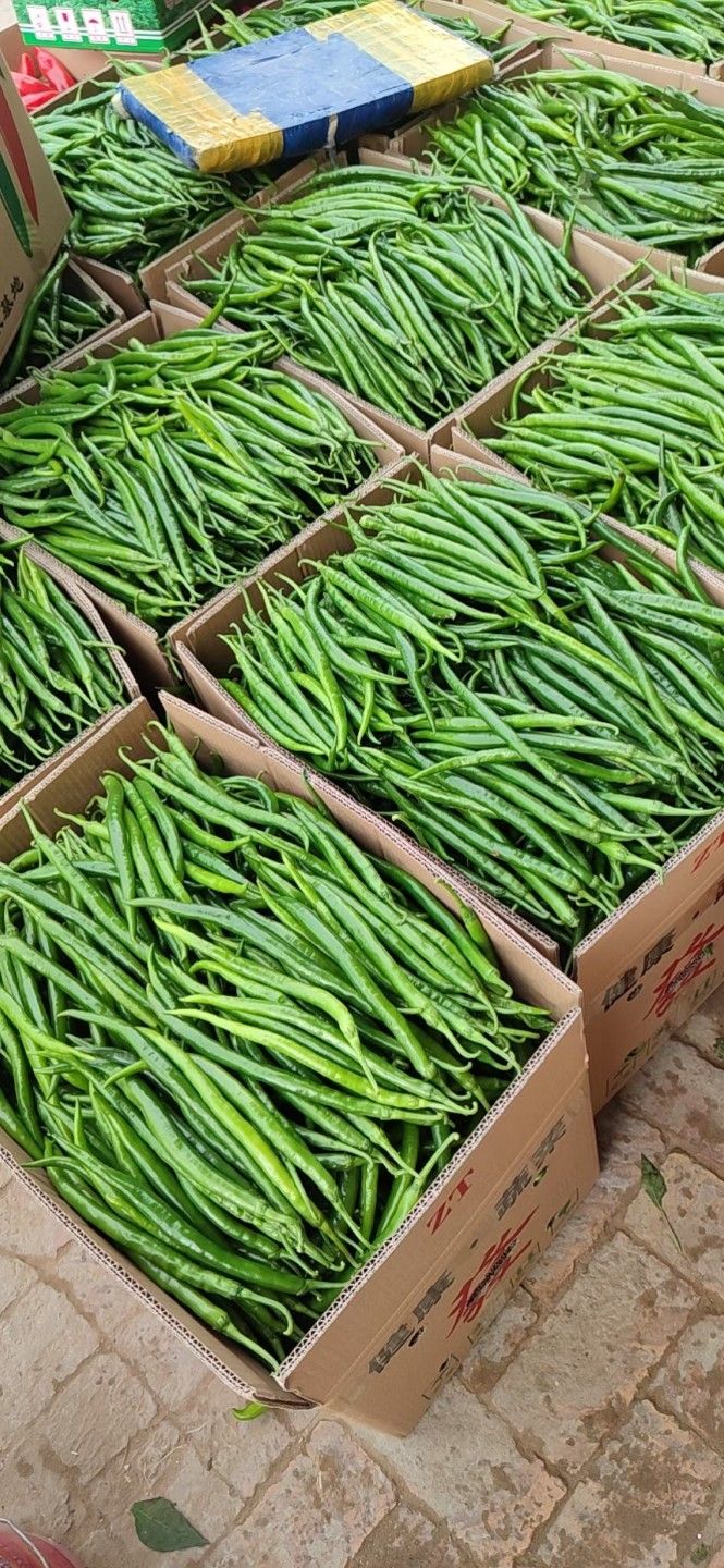 夏邑县301辣椒，线椒，苏椒