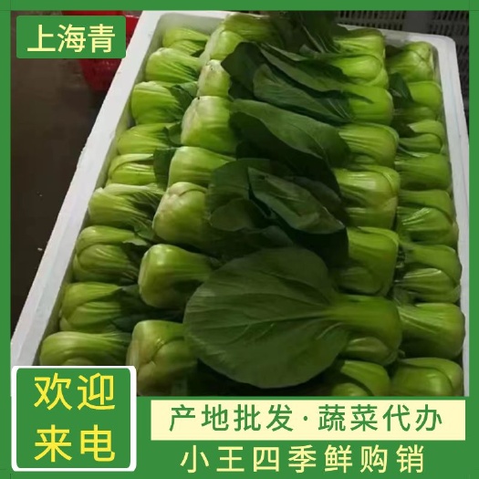 邯郸上海青