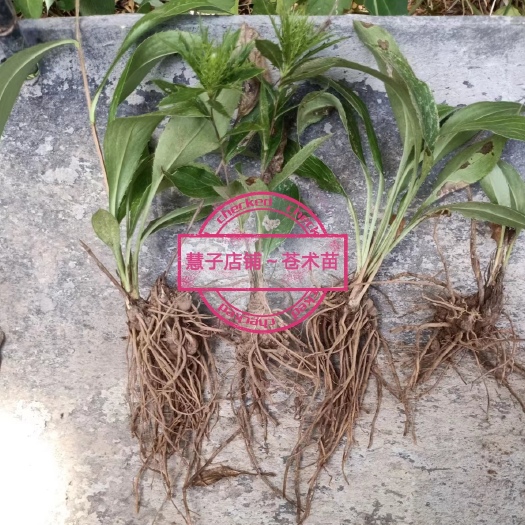 成都苍术苗 大量供应苍术茎块苗 户外培育 基地批发