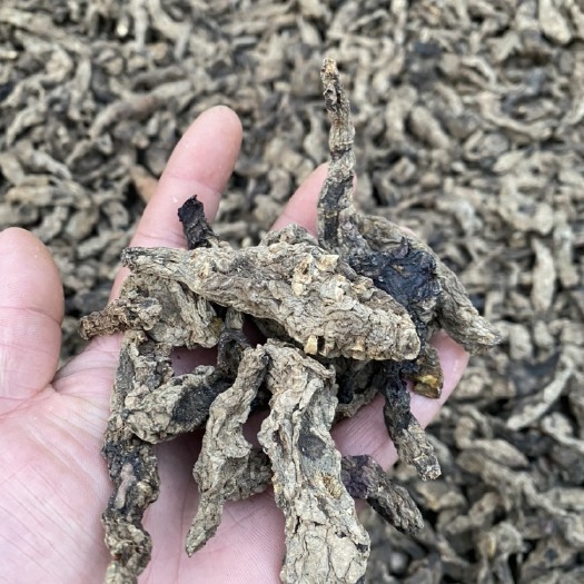 武陟县生地黄 生地个焦作特产土法焙干生地黄自家种植自产自销量大从优