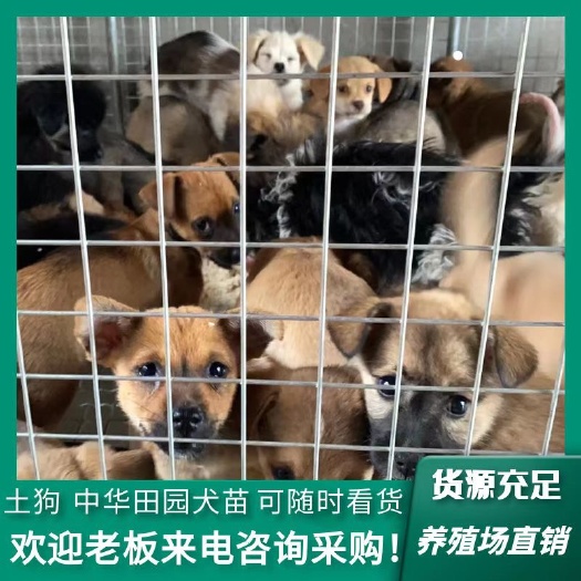 沭阳县狗苗、土狗苗、中华田园犬、大骨架改良优质品种土狗苗