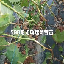 金华阳光玫瑰葡萄苗，无花果苗及各种水果苗