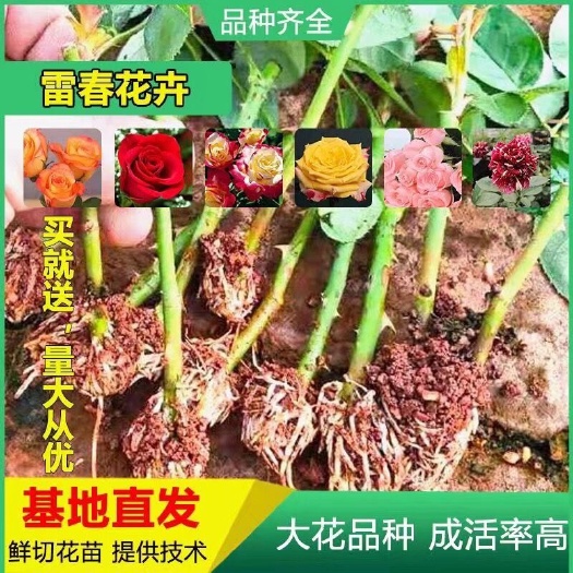 昆明100棵起订顺丰包邮品种可混搭云南玫瑰花苗 大花月季种苗