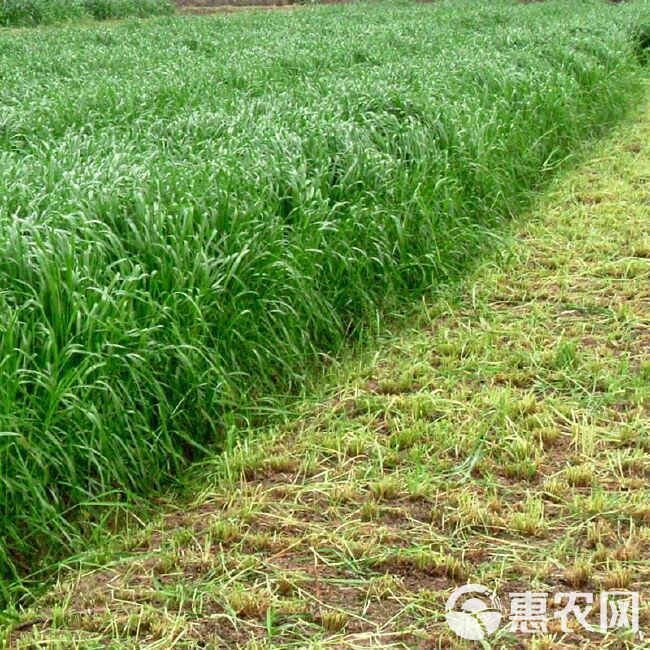 牧草种子，原厂包装黑麦草种子养牛羊鸡鸭鹅鱼牧草