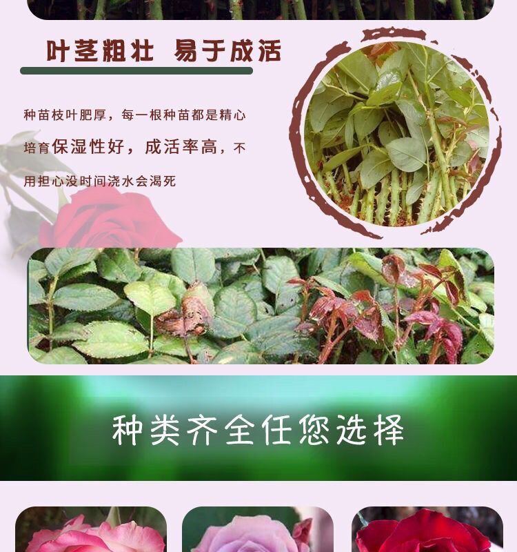 红玫瑰  50棵起订顺丰包邮云南玫瑰种苗 红玫瑰花苗月季种苗