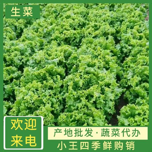 意大利生菜大量上市，质量好，代发全国