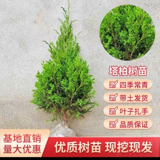 沭阳县蜀桧柏树苗松柏塔柏树苗侧柏圆柏松树宝塔松龙柏苗柏树四季青