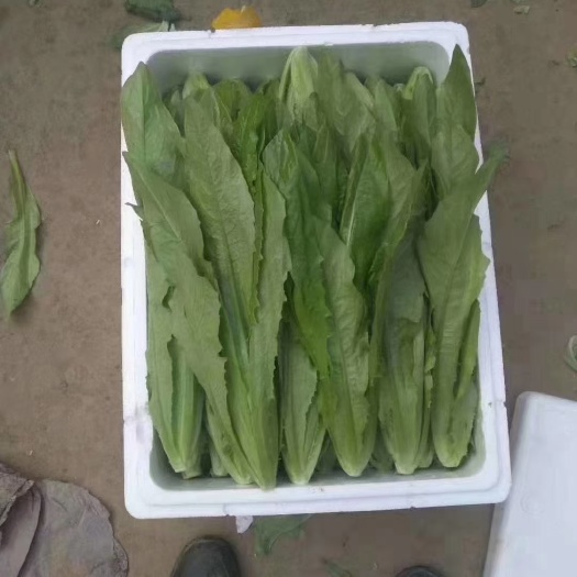 邯郸油麦菜