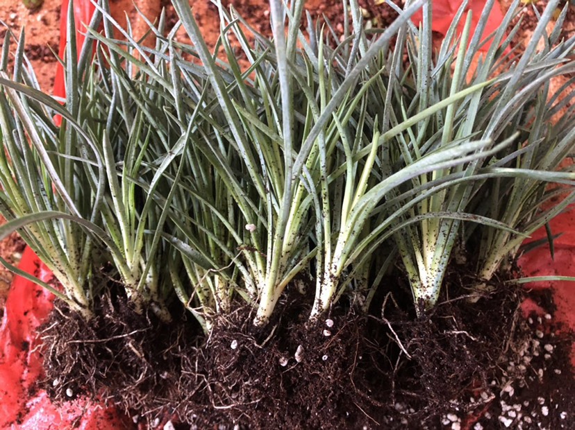 康乃馨 100棵起订顺丰包邮云南昆明切花多头花苗石竹花卉种苗