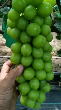 辛集市阳光玫瑰葡萄