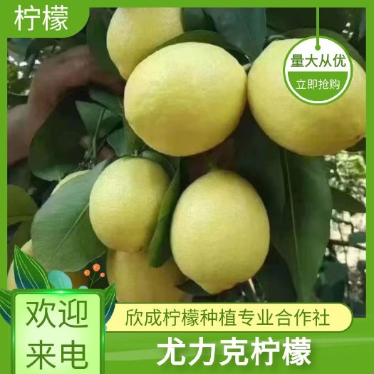 安岳县尤力克柠檬 四川省资阳市安岳县 有籽