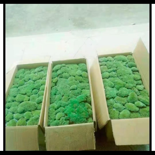大山青苔大量出售，保水分，保湿，新鲜绿色青苔。