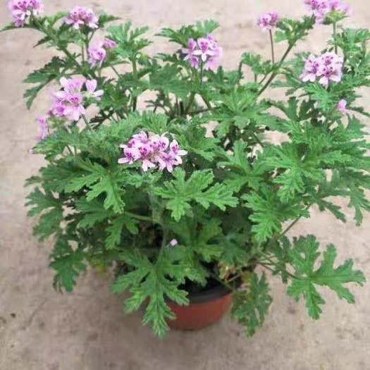驱蚊草盆栽室内驱蚊防蚊香草绿植花卉香叶天竺葵庭院苗驱蚊植物