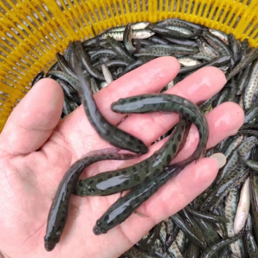 新沂市黑鱼苗